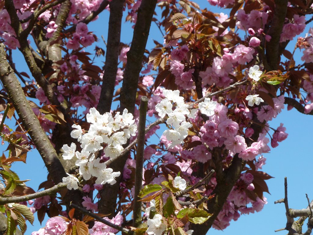 P1130866.JPG - Kirschbaum in Blüte