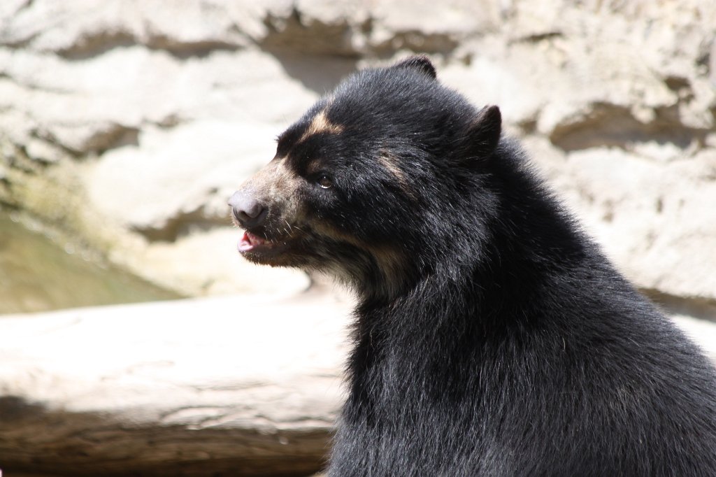 IMG_0106.JPG -  Spectacled bear  ( Brillenbär )