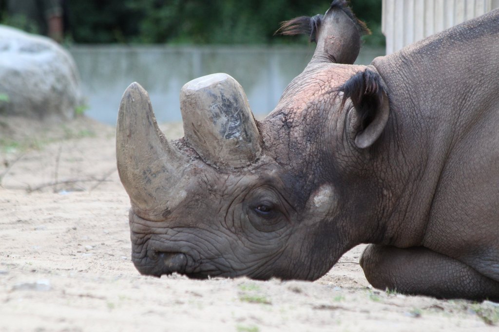 IMG_0140.JPG -  Black rhinoceros  ( Spitzmaulnashorn )