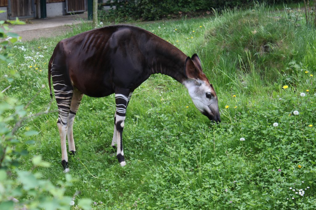 IMG_0148.JPG -  Okapi  ( Okapi )