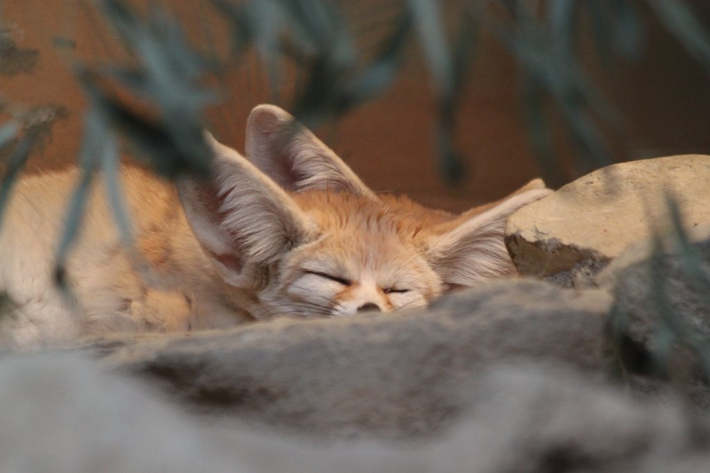 IMG_0159.JPG -  Fennec fox  ( Wüstenfuchs )