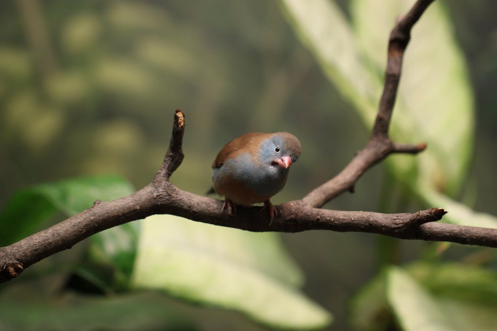IMG_0221.JPG -  Blue-capped cordon-bleu  ( Blaukopf-Schmetterlingsfink )