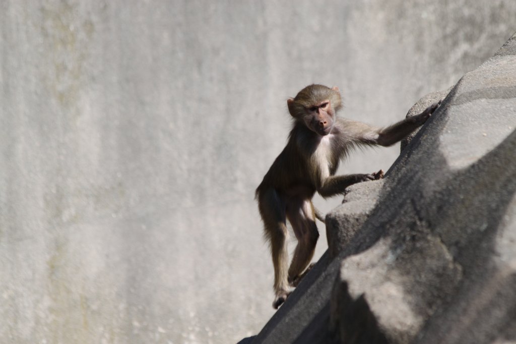 IMG_0270.JPG -  Hamadryas baboon  ( Mantelpavian )