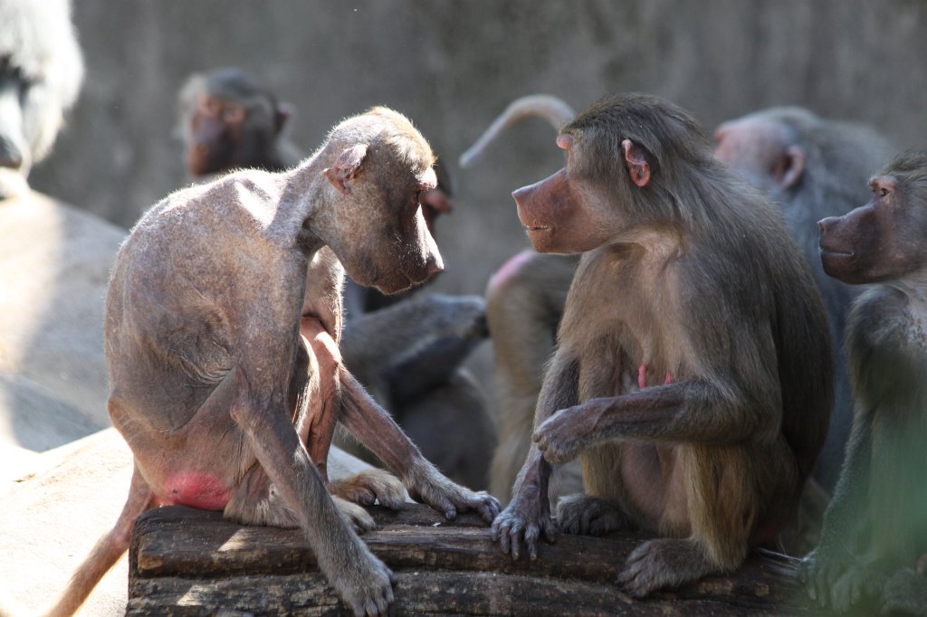 IMG_0272.JPG -  Hamadryas baboon  ( Mantelpavian )