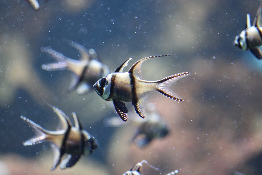 IMG_0306.JPG -  Banggai cardinalfish  ( Banggai-Kardinalbarsch )