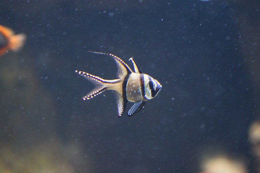 IMG_0310.JPG -  Banggai cardinalfish  ( Banggai-Kardinalbarsch )