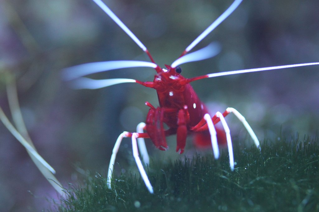 IMG_0322.JPG - Shrimp (Garnele)