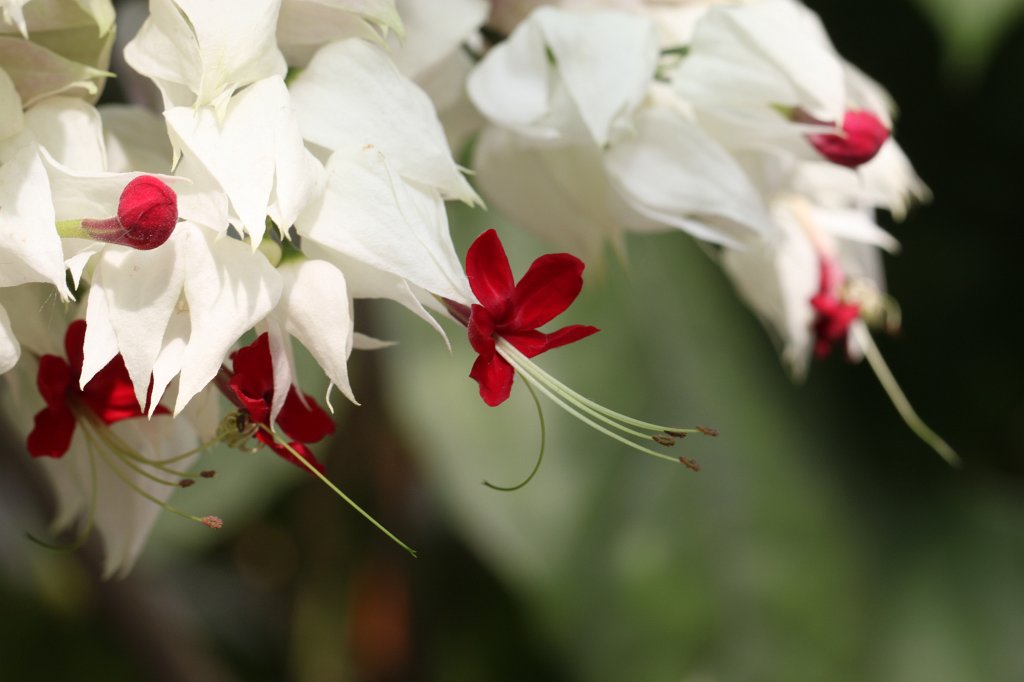 IMG_0337.JPG - Blooming