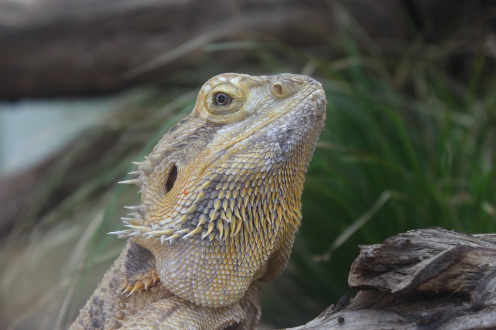 IMG_0341.JPG -  Bearded dragon  ( Bartagame )