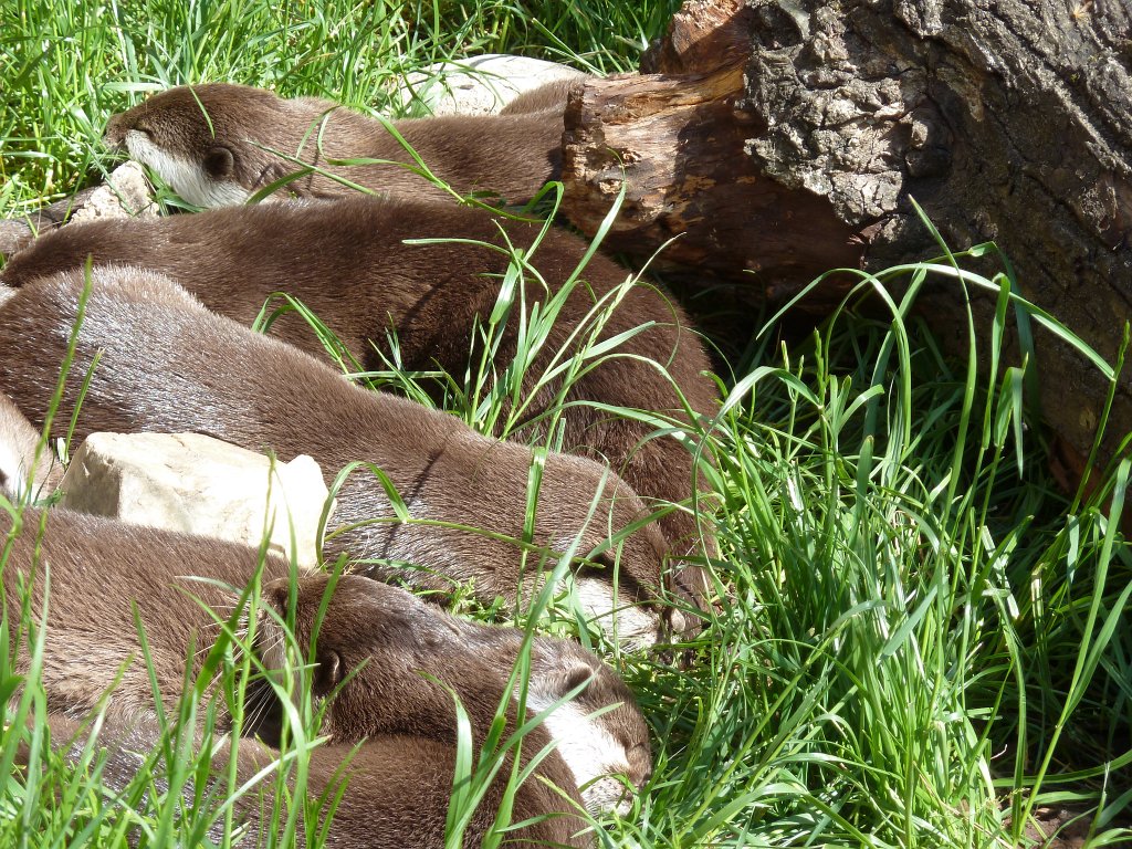 P1130929.JPG - Fischotter