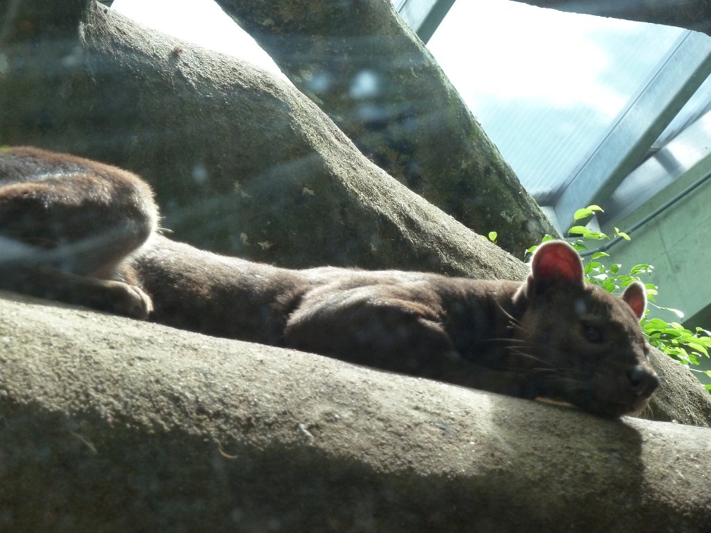 P1130930.JPG -  Fossa 
