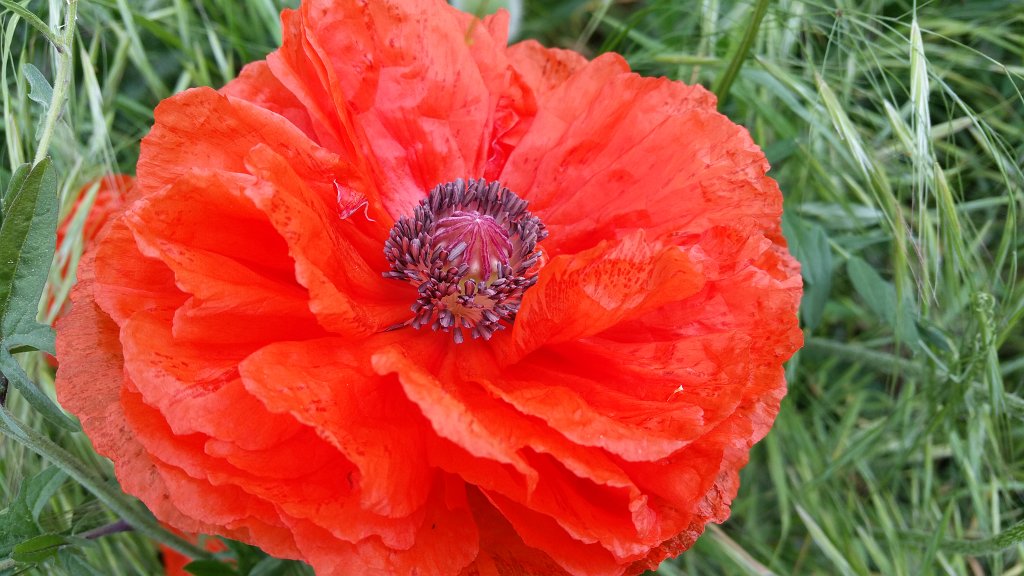 20150515_082757.jpg -  Poppy  ( Seidenmohn )