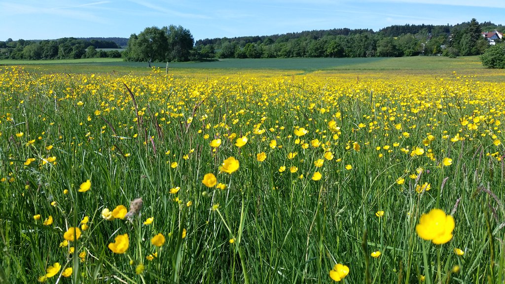 20150518_092501.jpg -  Ranunculus  ( Hahnenfuß )