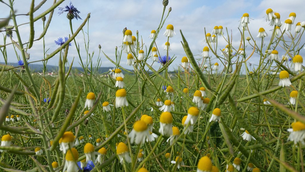 20150609_083314.jpg -  Chamomile  ( Kamille )