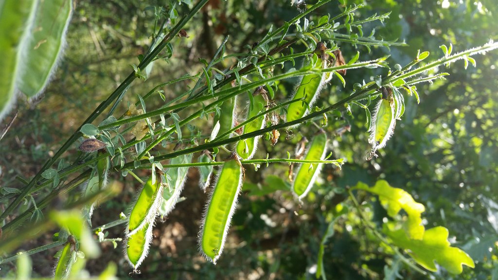 20150609_085011.jpg -  Broom  ( Ginster )