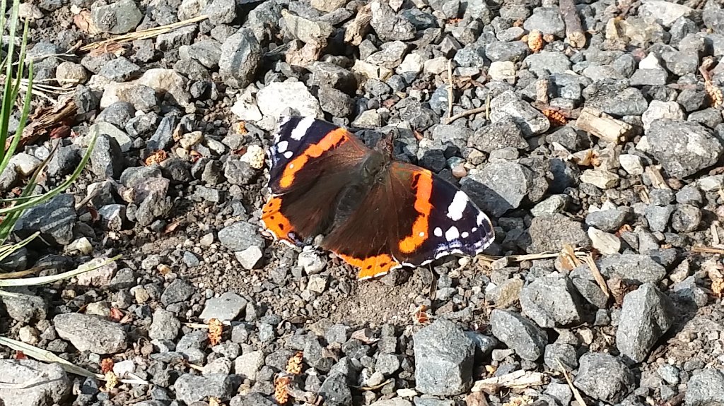 20150609_085144.jpg -  Red Admiral  ( Admiral )