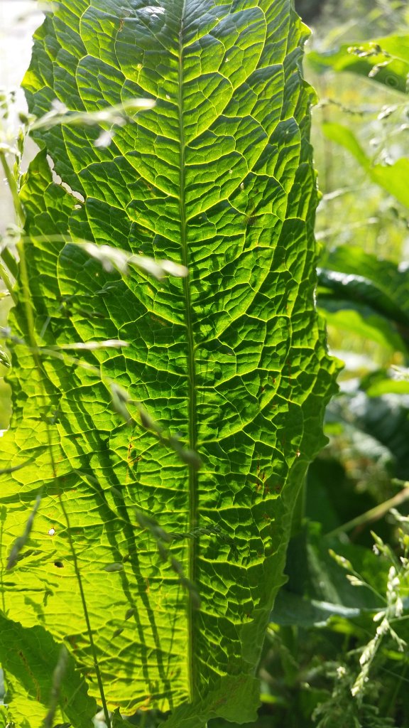 20150609_090315.jpg - Leaf