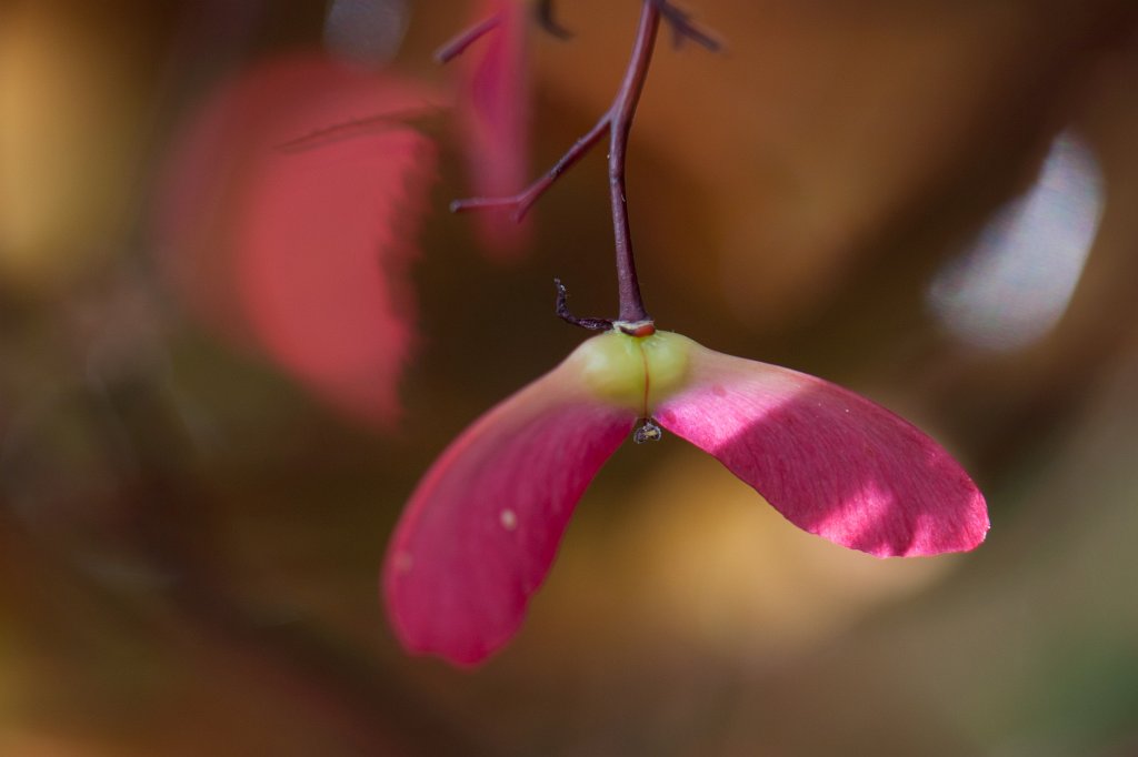 IMG_0394_c.jpg -  Samara  of a red  japanese maple  ( Samara  eines roten  Fächerahorn )