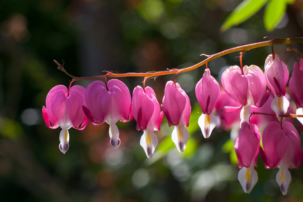 IMG_0407_c.jpg -  Bleeding heart  ( Tränendes Herz )