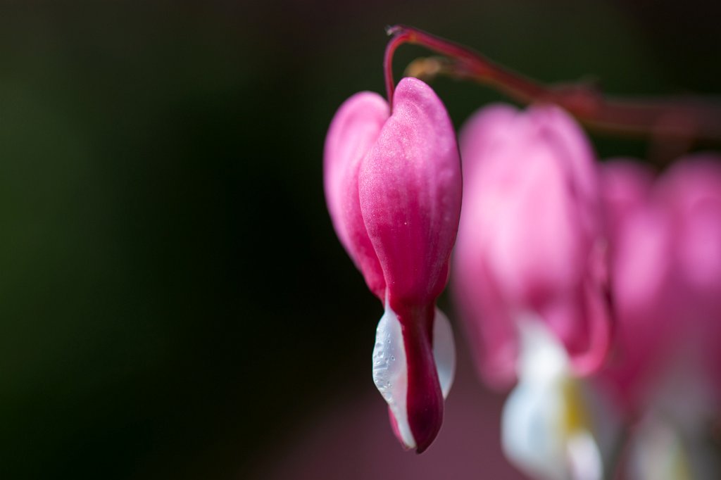 IMG_0413_c.jpg -  Bleeding heart  ( Tränendes Herz )