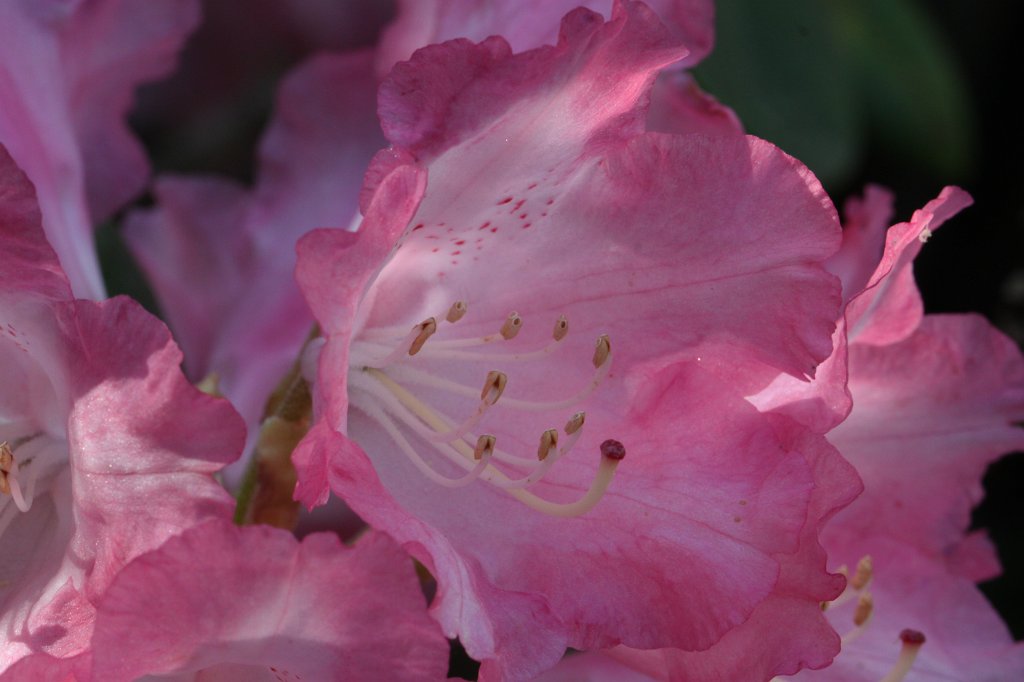 IMG_0488.JPG -  Rhododendron  ( Rhododendron )