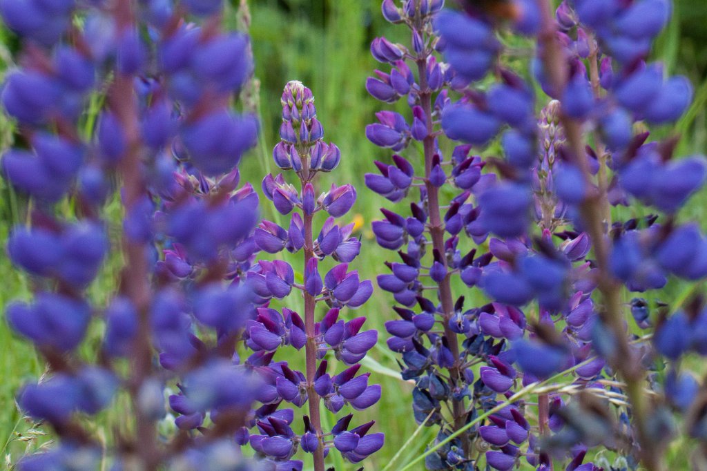 IMG_0562_c.jpg -  Blue lupin  ( Blaue Lupine )