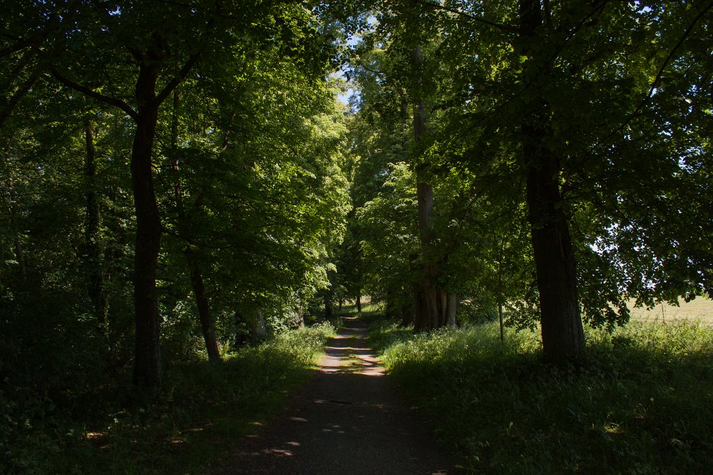 IMG_0922_c.jpg - Lindenallee von Graf Johann Ernst etwa 1710 angelegt. Eine der Ã¤ltesten Lindenalleen Deutschlands.