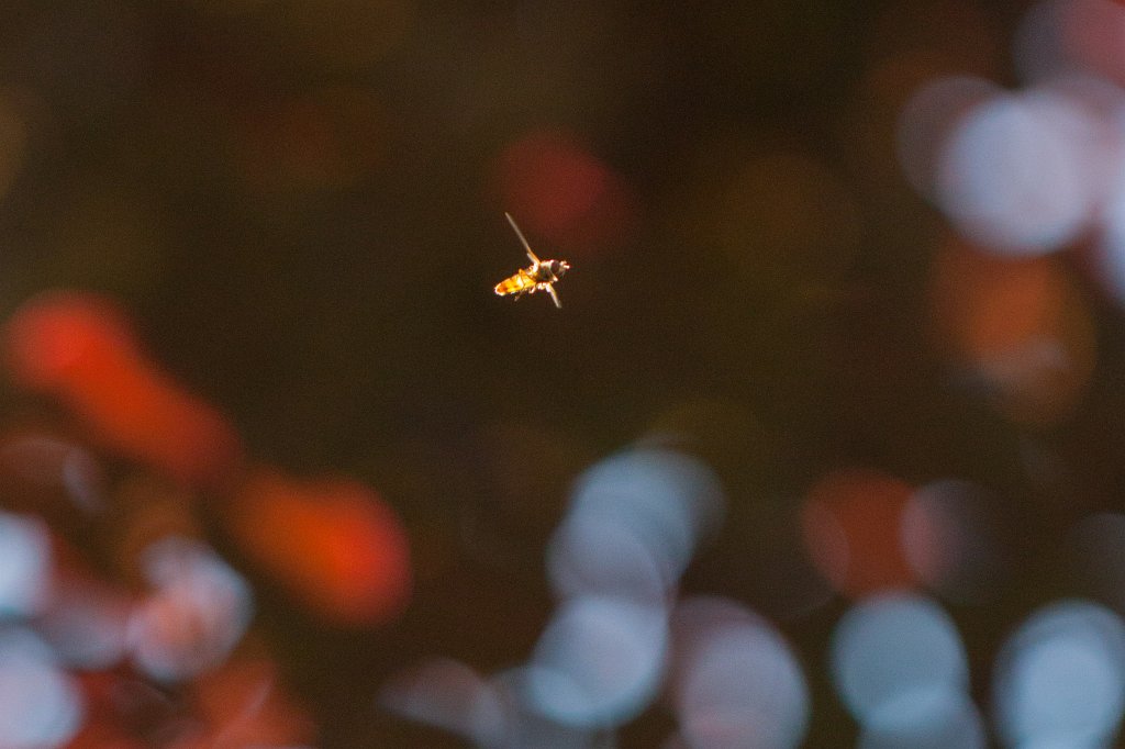 IMG_0957_c.jpg - Hoovering in the light