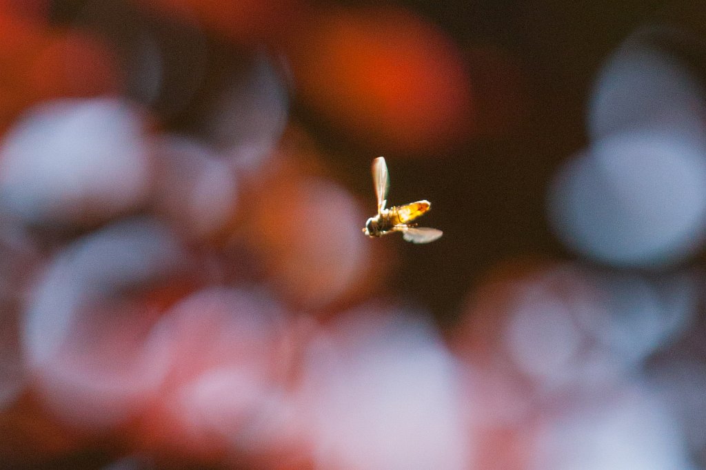 IMG_0959_c.jpg - Hoovering in the light