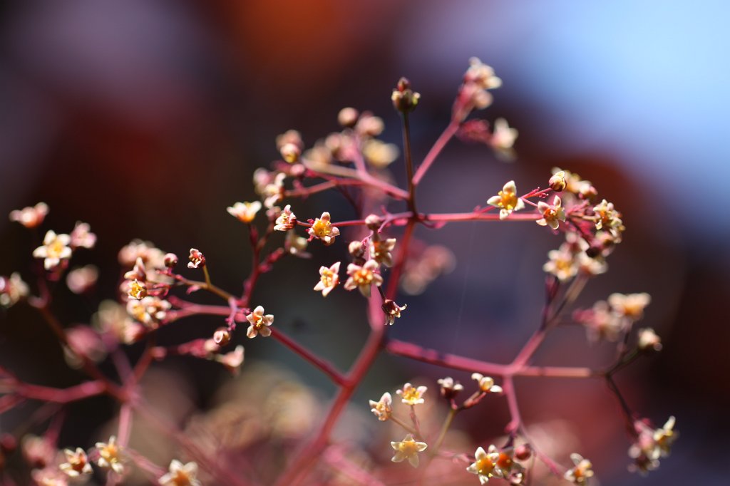 IMG_0965.JPG - Flowering shrub