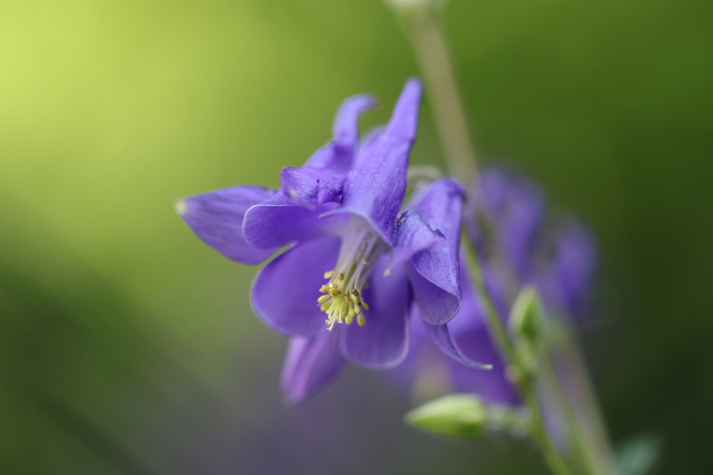 IMG_0972.JPG -  Columbine  ( Akelei )