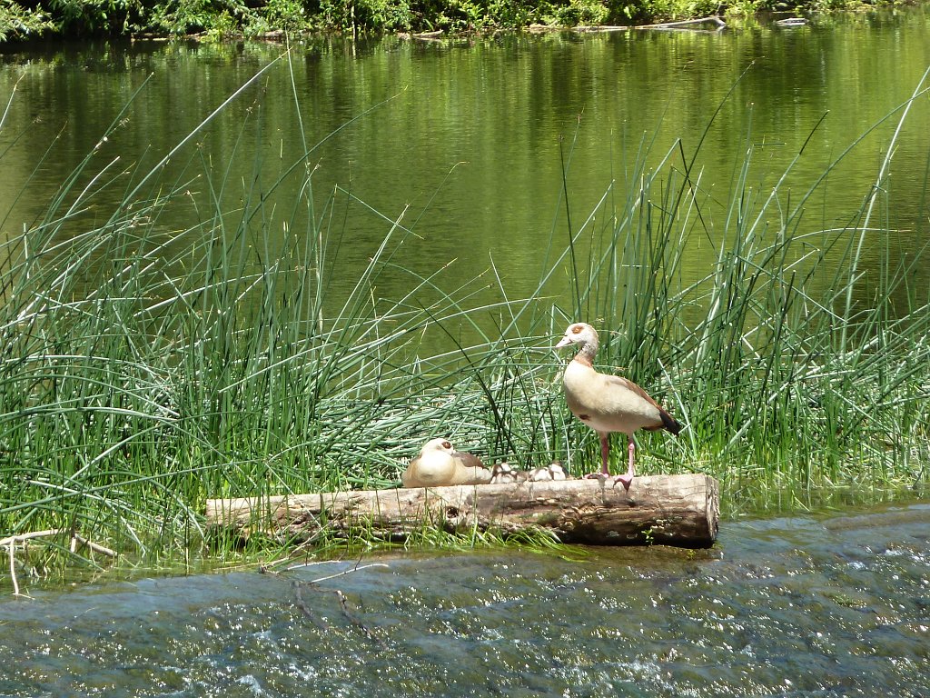P1140114.JPG -  Egyptian goose  couple with goslings