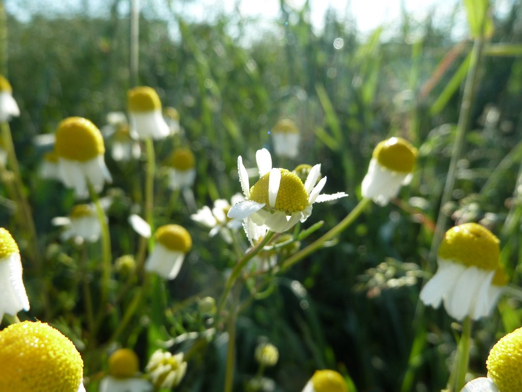 P1140120.JPG -  Chamomile  ( Kamille )