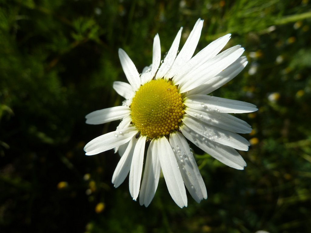P1140146.JPG -  Chamomile  ( Kamille )