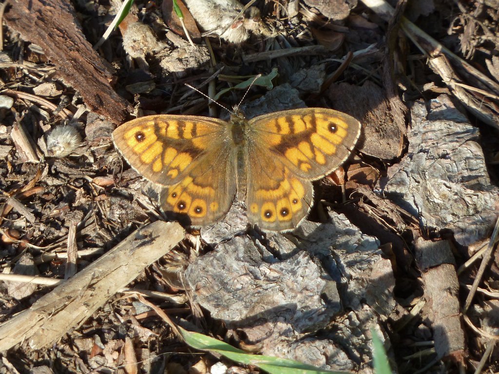 P1140153.JPG -  Wall brown  ( Mauerfuchs )