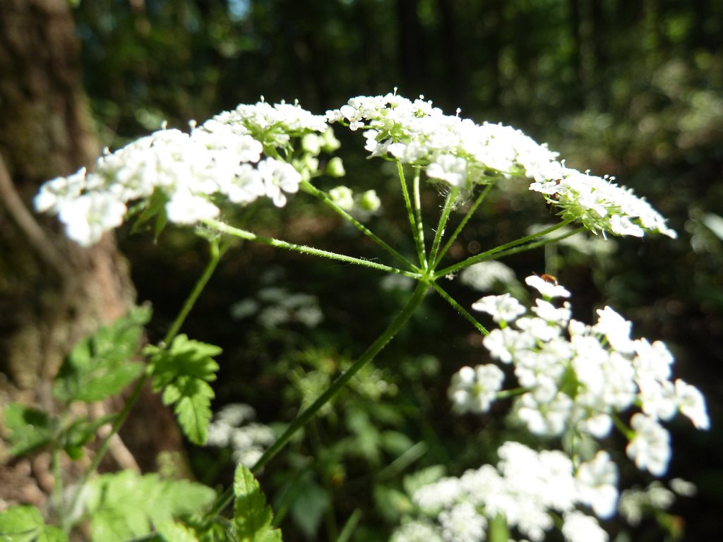 P1140166.JPG -  Cow parsley  ( Wiesen-Kerbel )