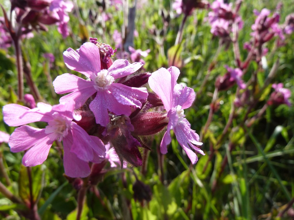 P1140173.JPG -  Red campion  ( Rote Lichtnelke )