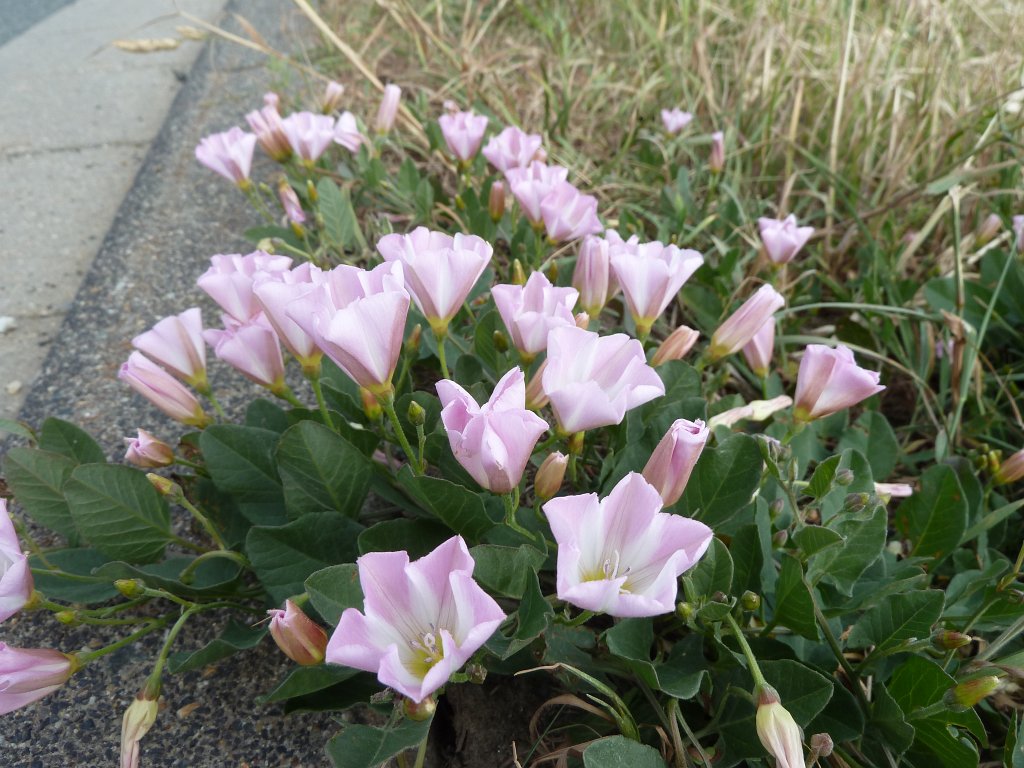 P1140194.JPG -  Field bindweed  ( Ackerwinde )