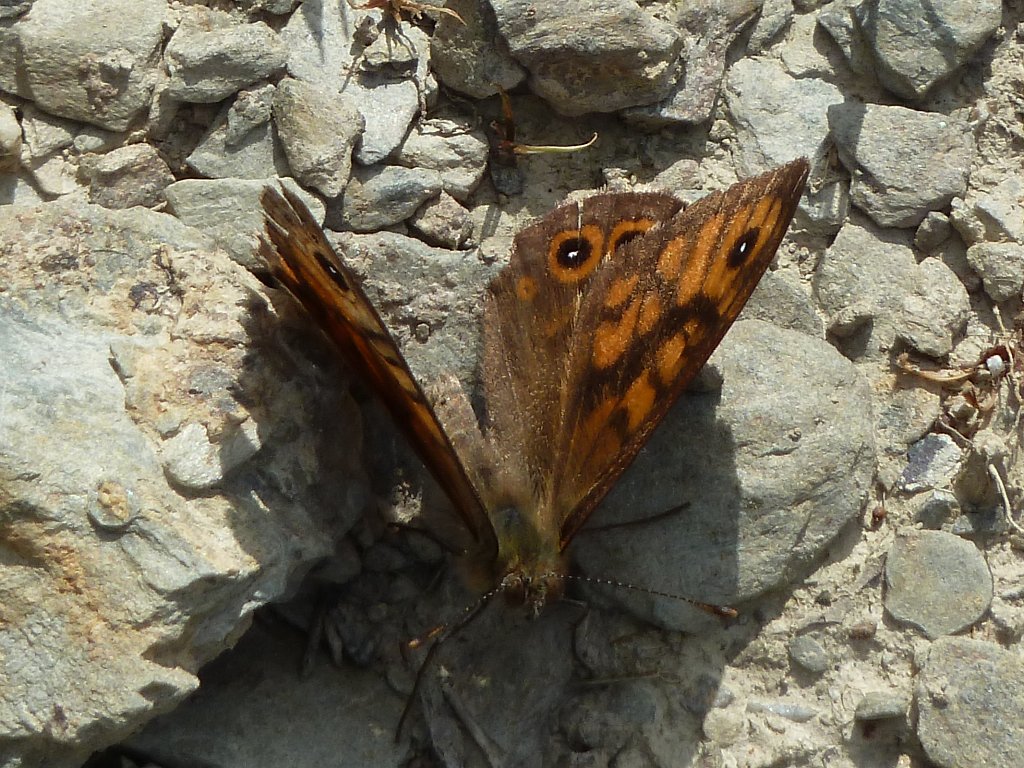 P1140204.JPG -  Wall brown  ( Mauerfuchs )