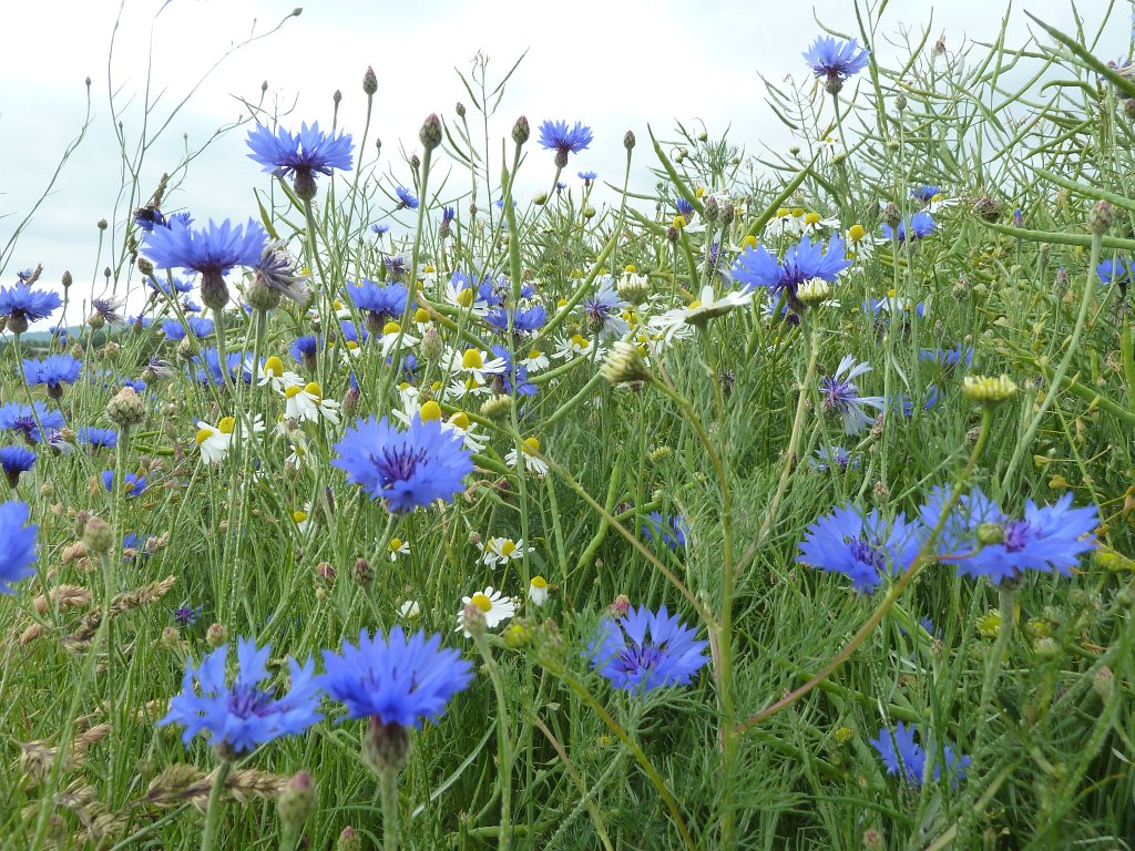 P1140208.JPG -  Cornflowers  ( Kornblumen ) and  Chamomiles  ( Kamillen )