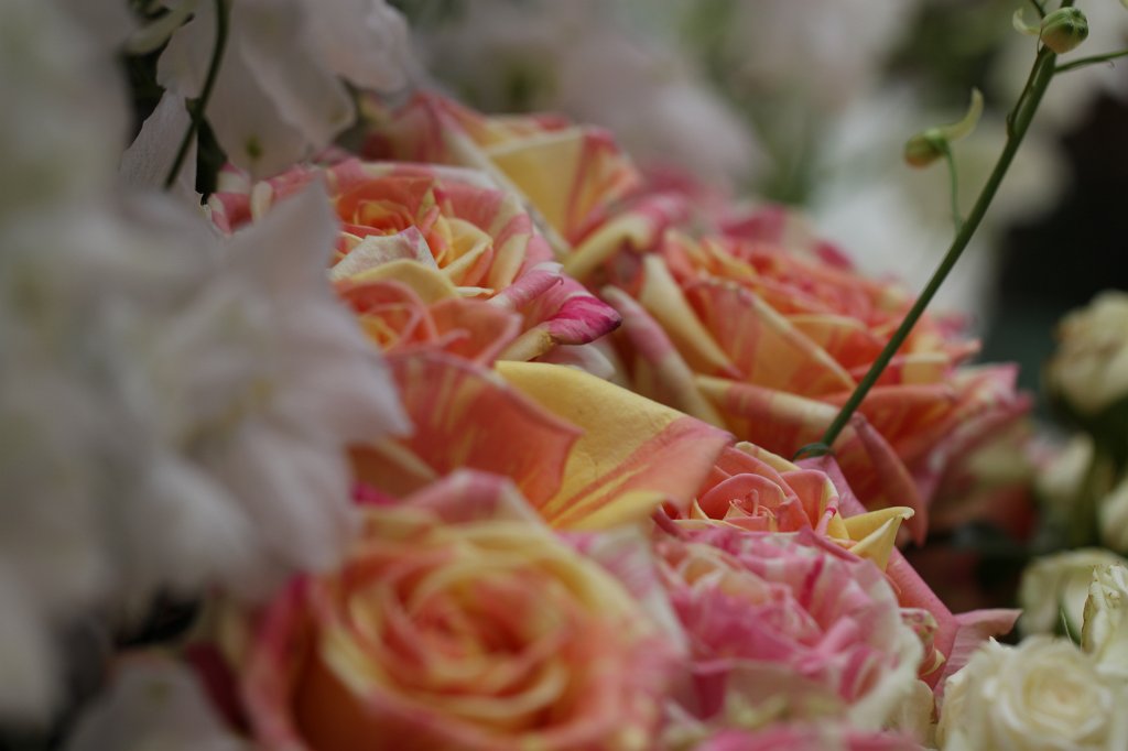 IMG_1014.JPG - Roses