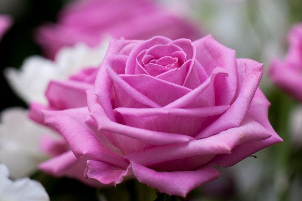 IMG_1016_c.jpg - Rose