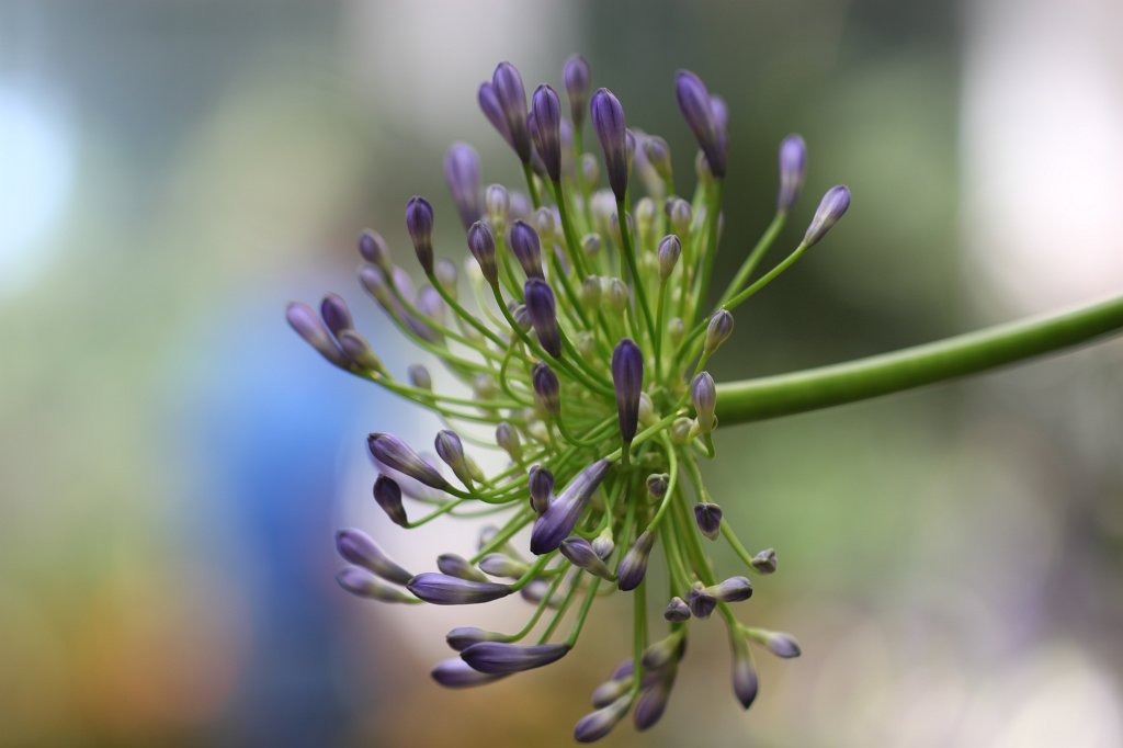 IMG_1026.JPG -  Allium  ( Lauch )