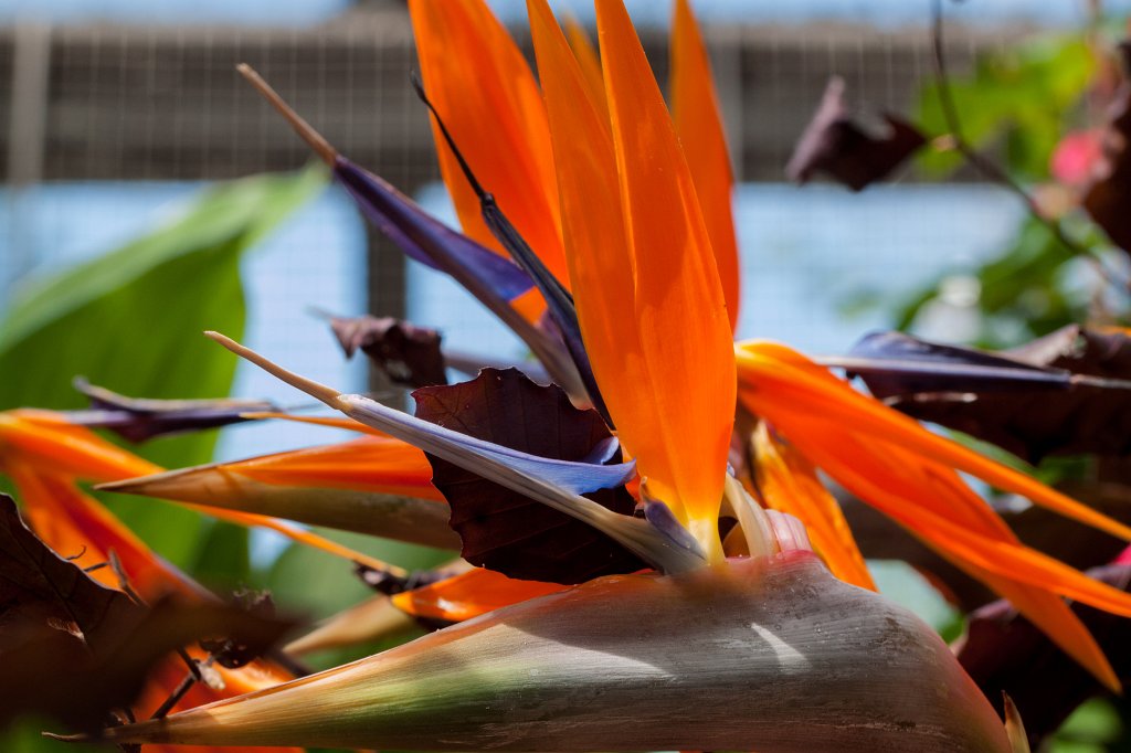 IMG_1040_c.jpg -  Strelitzia reginae  ( Paradiesvogelblume )