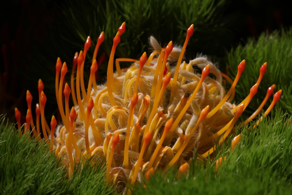 IMG_1050.JPG - Flower in the  Palmengarten 