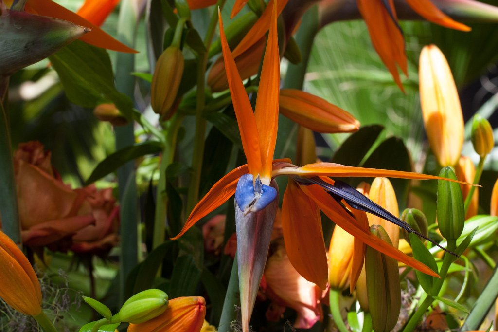 IMG_1054_c.jpg -  Strelitzia reginae  ( Paradiesvogelblume )