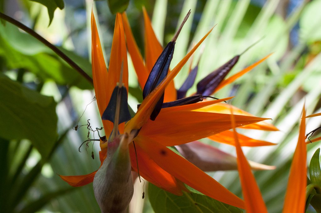 IMG_1058_c.jpg -  Strelitzia reginae  ( Paradiesvogelblume )