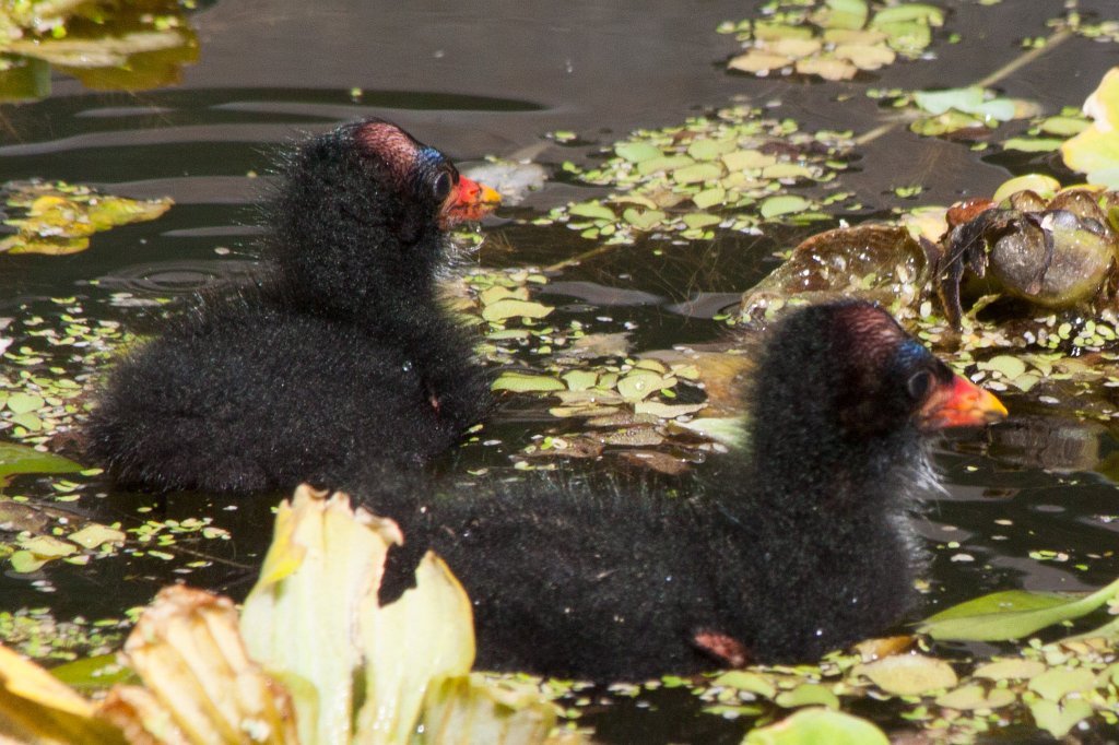 IMG_1118_c.jpg -  Moorhen  chicks ( Teichhuhnküken )