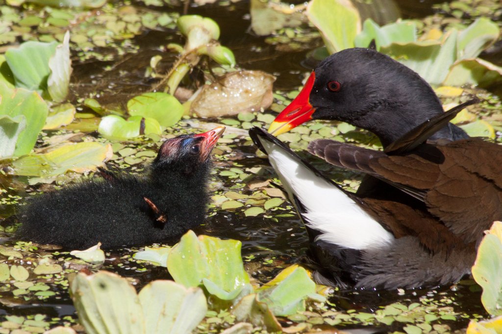 IMG_1121_c.jpg -  Moorhen  with chick ( Teichhuhn mit Küken )