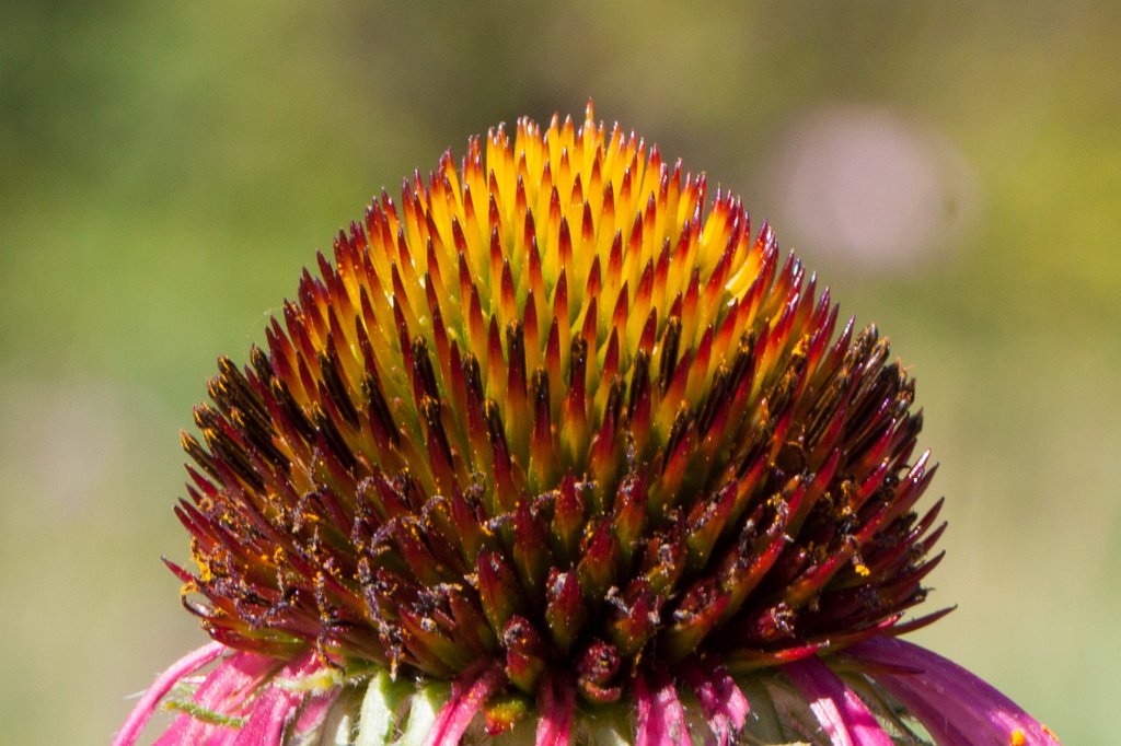 IMG_1127_c.jpg -  Coneflower  ( Sonnenhut )